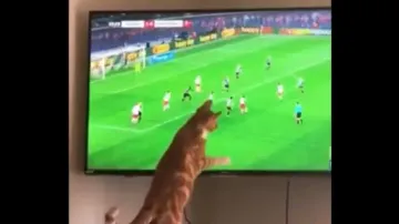 Kitten acts like goalkeeper during football match on TV, video goes viral