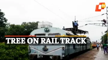 #Treefalls #Traintrack #Baripada #OTVNews 