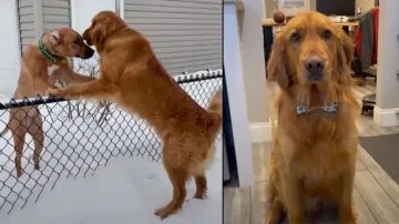 Jab they met: Pawsome love saga will steal your hearts #Watch