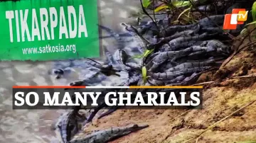 Gharial, Gharial Hatchlings, Satkosia Gorge