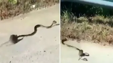 Rat saves its baby from king cobra