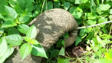 Two elephants die 