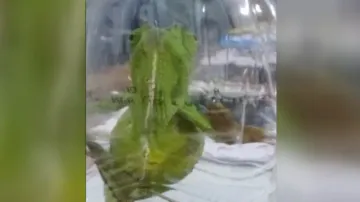 Chameleon trading racket busted in Bhubaneswar