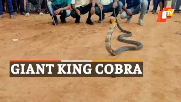 King Cobra Rescue, King Cobra