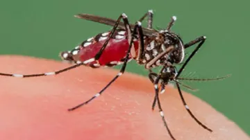 Bhubaneswar witnesses Dengue spike, 2,309 cases detected in Odisha 