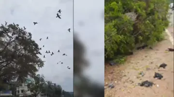 Birds killed after tree chopped down