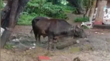 Bull punished for entering paddy field in Puri, kept tied with log around neck 