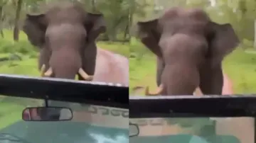  Angry elephant chases safari jeep