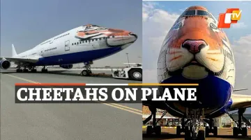 Cheetahs, Special Plane 