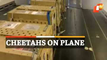 Cheetahs, Special Plane 