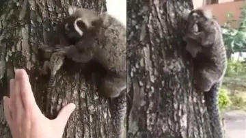 Rescue of this baby Lion Tamarin monkey will fill your hearts and eyes #Watch