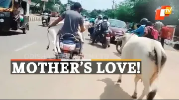 Mother Cow, Speeding Vehicle, BBSR, OTV News
