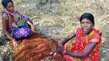 Wild yams provide health and wealth to Odisha tribals
