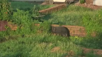 Jumbo herd tramples elderly couple to death in Cuttack; elephant carcass spotted at Jobra 