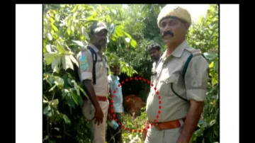 Royal Bengal Tiger on cattle killing spree, spreads terror in Odisha-Andhra border