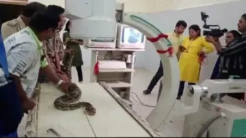 Python Operated at OUAT 