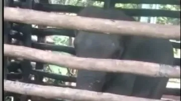 Jagatpur killer elephant becomes violent on not finding its calf