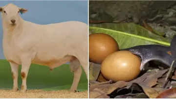 The elite sheep & the snake trying to swallow the egg
