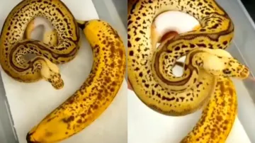 Snake and Banana