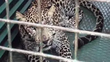9 leopards serving life imprisonment 