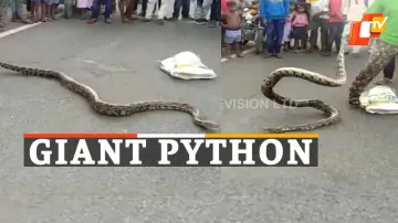 Huge Python, Rescued