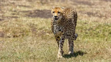 Centre forms task force to monitor cheetahs in MP's Kuno National Park