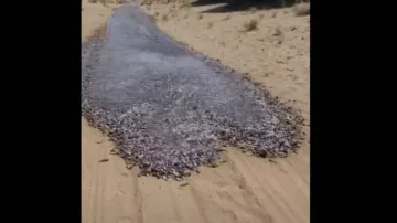 ‘River of fish’ making its way in desert is something you mustn’t miss #Watch