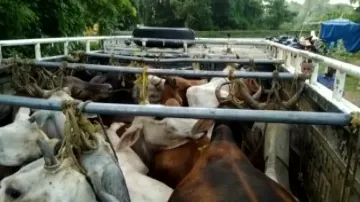 Cattle smuggling: Truck helper jumps to death to avoid arrest during raid