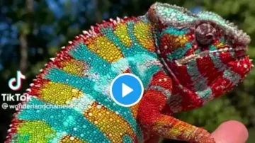 panther chameleon
