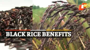 Black Rice, Fibre