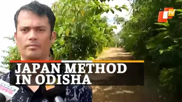 Miyawaki Technique, Miyawaki In Sambalpur