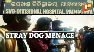Girl Bitten, Stray Dog