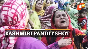 Kashmiri Pandits, Kashmir Protests, Kashmiri Pandit Shot
