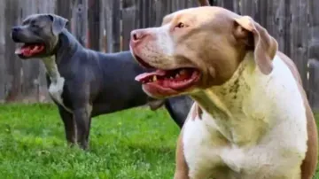 Dog Attacks: Pitbull, Rottweiler, Dogo Argentino breeds banned as pets
