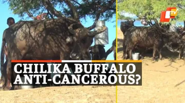 Chilika Buffalo, NBAGR, Anti Cancer