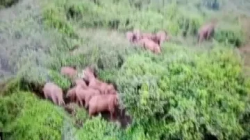 Wild elephant herd spotted near Nandankanan Zoological Park
