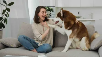 A Siberian Husky with its master