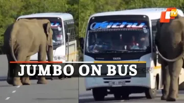 Elephant, Viral Video, Bus