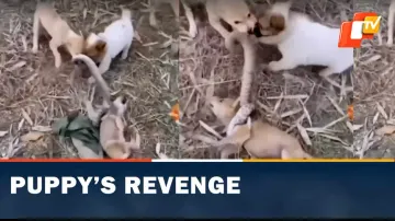Puppy, Snake, Viral Video, Puppy Takes Revenge, Dog Fight, Puppy Fights Snake