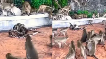 Python coils around monkey 