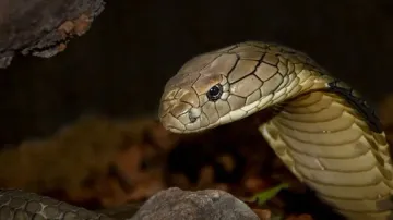 Cobra Snake