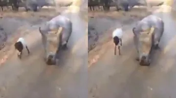 Baby Rihno & its goat friend