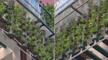 UP man earns Rs 70 lakh by growing vegetables without soil in 3-storey house, here’s the truth