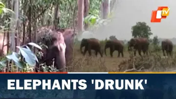 Elephants 'Drunk'