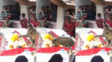 Monkey attends last rites of man used to take care of it