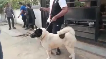Bhubaneswar dog bite case reaches court, canine taken to care centre