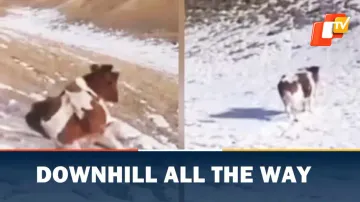 Viral Video, Cow Sliding Down