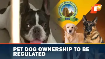 BMC, Pet Dogs, New Rules