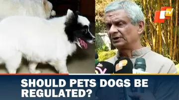 Dog Violence, Dog Bite