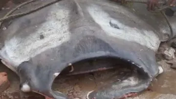 Fishermen net giant 2-ton stingray off Odisha’s Jaleswar coast, huge crowd gathers on shore